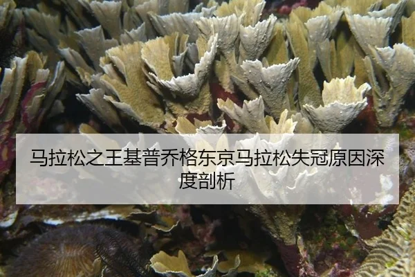 马拉松之王基普乔格东京马拉松失冠原因深度剖析