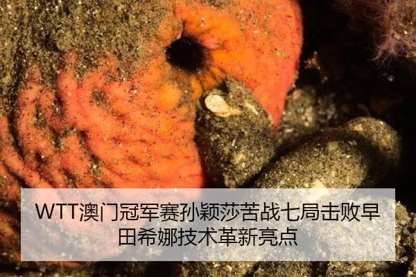 ao-men-guan-jun-sai-sun-ying-sha-ku-zhan-qi-ju-ji-bai-zao-tian-xi-na-ji-shu-ge-xin-liang-dian-2-285.jpg