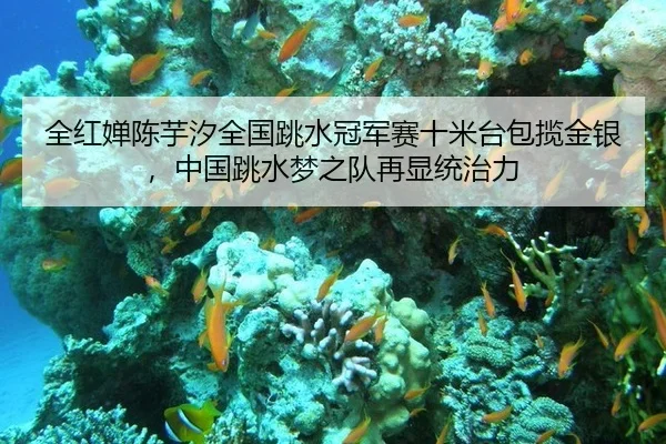 全红婵陈芋汐全国跳水冠军赛十米台包揽金银，中国跳水梦之队再显统治力